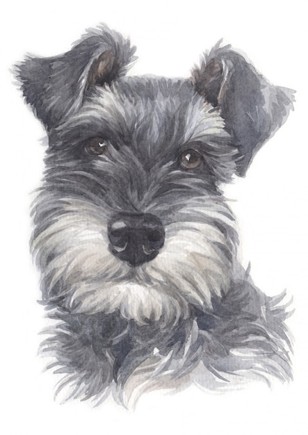 Premium Photo | Water colour painting of miniature schnauzer