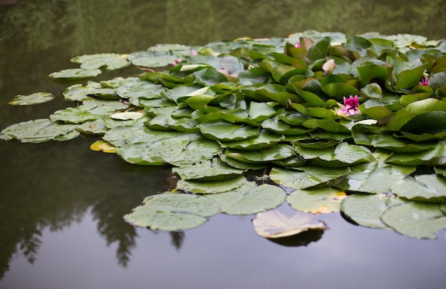 premium-photo-water-lilies-grow-on-a-pond-white-water-lily-in-water