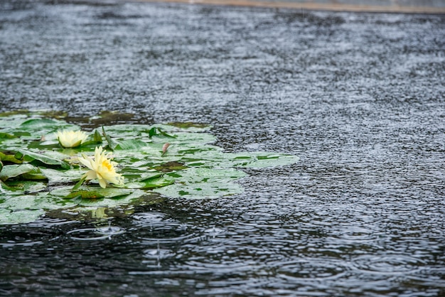 雨の日睡蓮 無料の写真