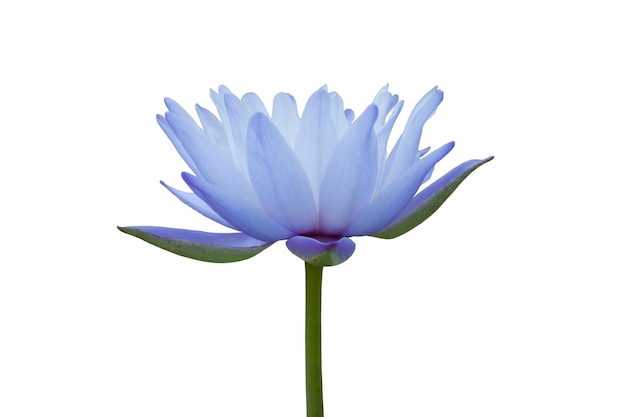 Premium Photo | Water lily isolated on white background