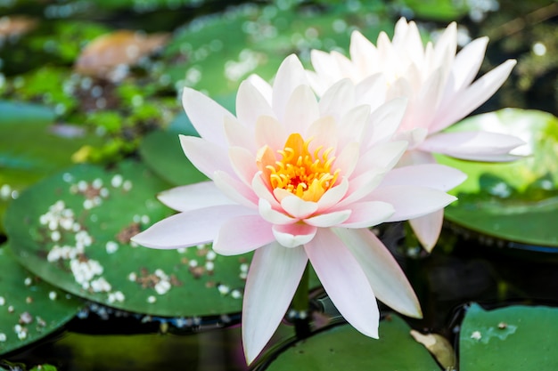 Premium Photo | Water lotus with lilypad