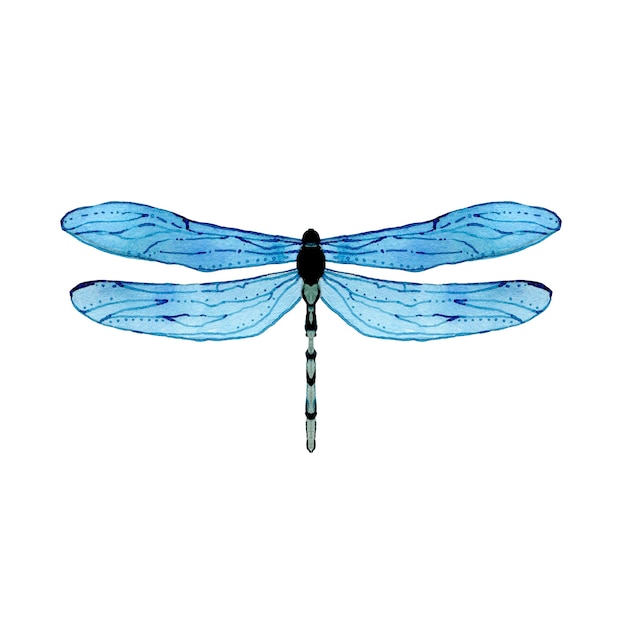 Premium Photo | Watercolor blue dragonfly