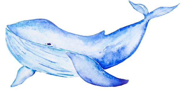 Premium Photo | Watercolor blue whale