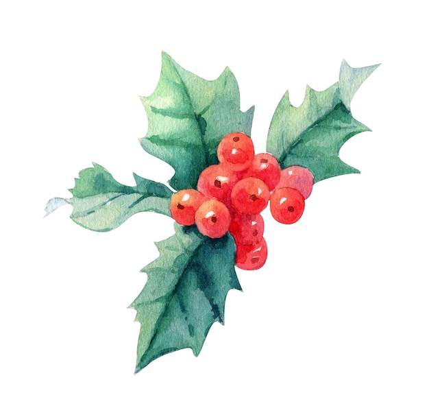 Premium Photo | Watercolor christmas holy berries isolated on white ...