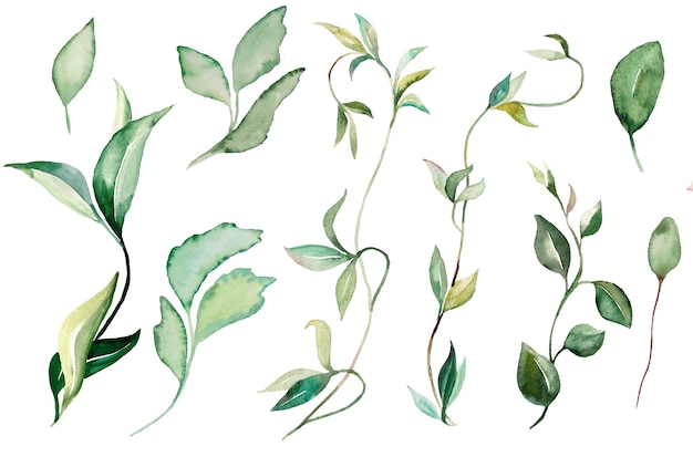 水彩のつる植物と葉のイラスト プレミアム写真