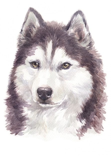 Premium Photo | Watercolor dog painting, brown-white colour siberian husky