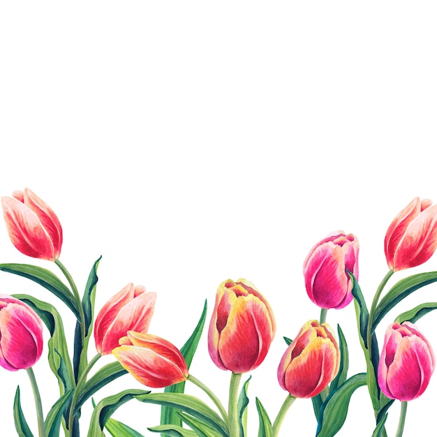 Premium Photo | Watercolor floral illustration with beautiful tulips on ...