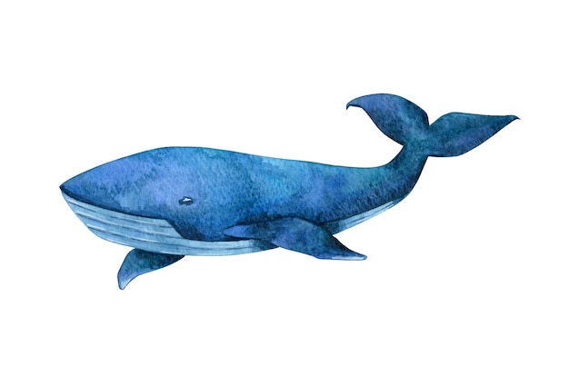 白い背景で隔離の水彩画手描きシロナガスクジラクリップアート 明るい魚 哺乳類のイラスト カード ステッカー ポスター デザイン 装飾用のターコイズクジラのクリップアート プレミアム写真