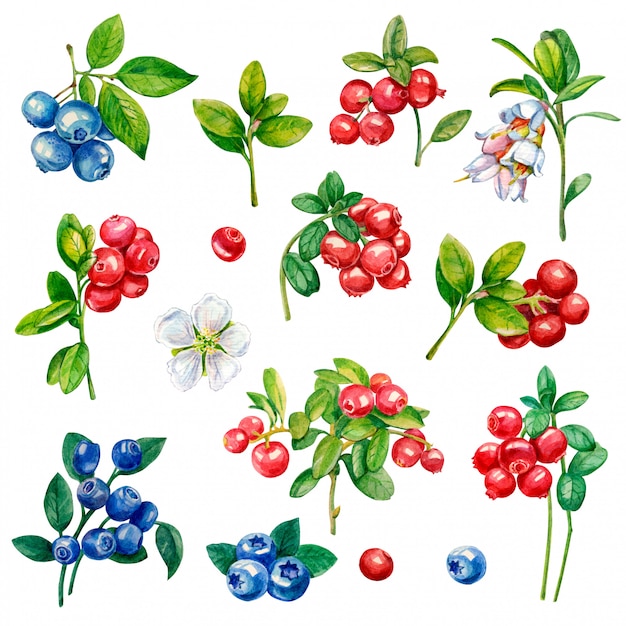 Download Watercolor illustration of berry. cowberry, blueberry ...