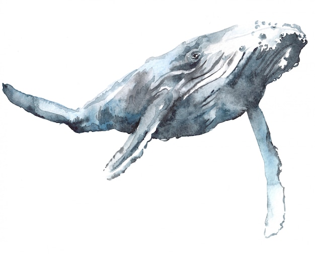 シロナガスクジラの水彩イラスト プレミアム写真