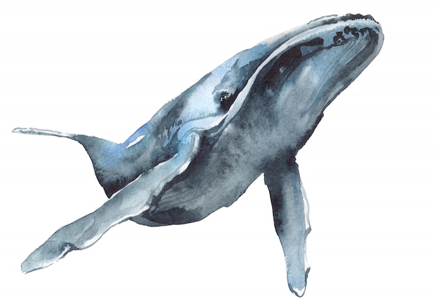 シロナガスクジラの水彩イラスト プレミアム写真