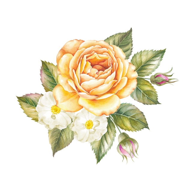 分離されたバラの花の水彩イラスト プレミアム写真