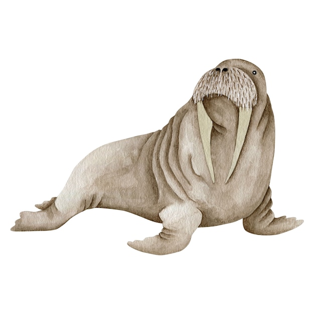Premium Photo | Watercolor illustration of a walrus isolated on a white ...