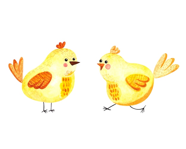 白い背景の上の黄色のかわいい鶏と水彩イラスト プレミアム写真