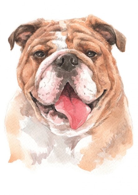 Premium Photo | Watercolor painting of bulldog