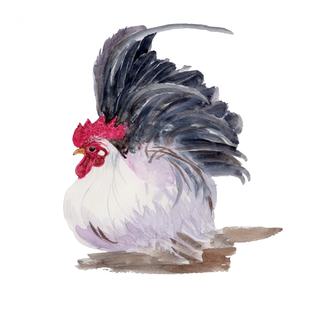 Premium Photo | Watercolor painting of a chicken