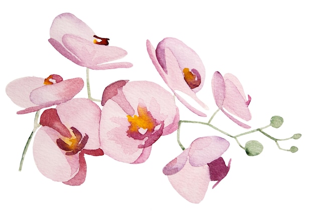 水彩ピンクの蘭熱帯の花イラスト分離 プレミアム写真