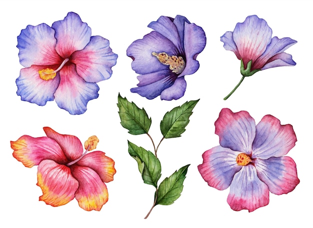 花の水彩セット ハイビスカスと葉のイラスト 手描きの花の要素が白で隔離 プレミアム写真