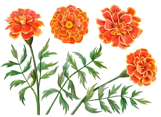 マリーゴールドの花の水彩セット 手描きの花のイラストが白で隔離 プレミアム写真
