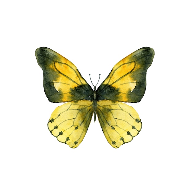 Premium Photo Watercolor Yellow Butterfly