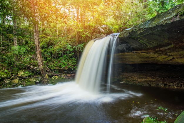 Waterfall river stream green tropical forest nature plant tree jungle Premium Photo