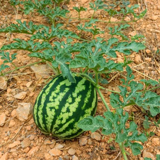 Premium Photo | Watermelon in the garden