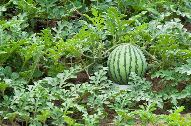 Premium Photo | Watermelon on the green watermelon plantation in the ...