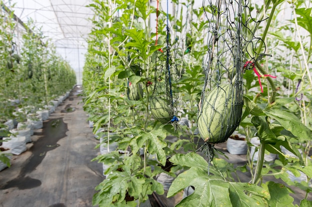 Premium Photo | Watermelon hanging with nylon net in greenhouse