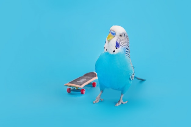 Premium Photo | Wavy parrot on skate board