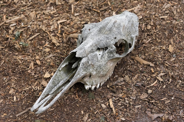 森の中で死んだ馬の風化した頭蓋骨古い馬の頭蓋骨が歯で地面の骨の頭蓋骨の上に横たわっています プレミアム写真