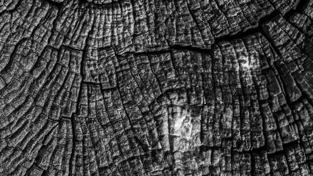 Weathered tree trunk textured background Free Photo