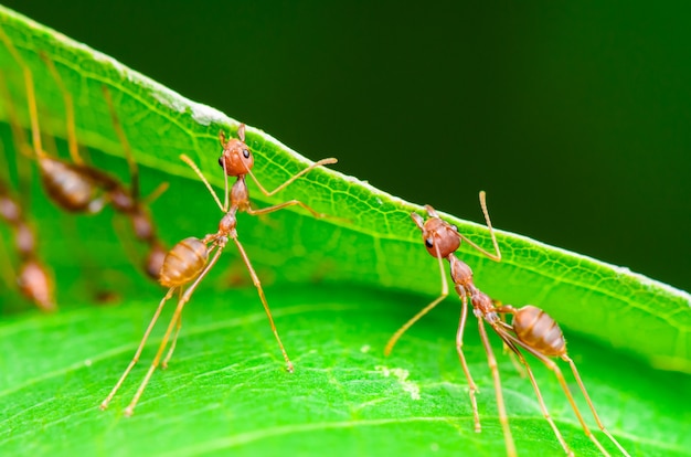 Premium Photo | Weaver ant or green ant (oecophylla smaragdina), close ...