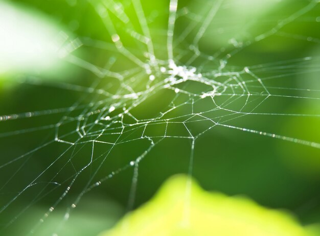 Premium Photo | Web in the garden