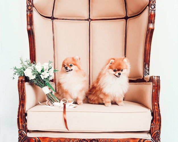 結婚式の花束と玉座に座っているかわいい犬のペア プレミアム写真