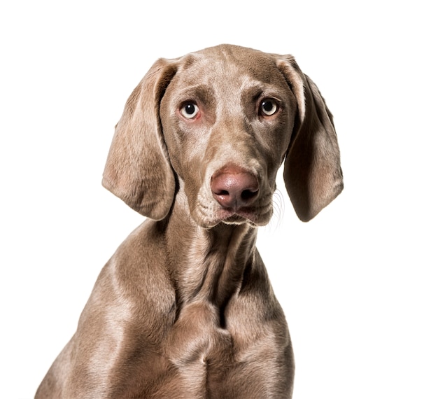 Premium Photo | Weimaraner dog looking at camera against white background