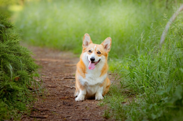 Premium Photo | Welsh corgi dog on the grass