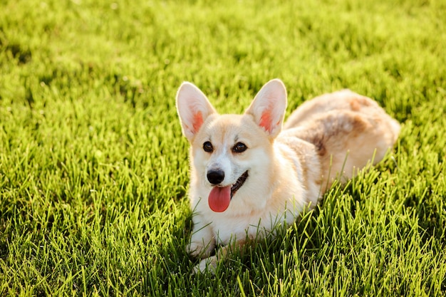 Premium Photo | Welsh corgi pembroke, purebred blonde color dog is ...