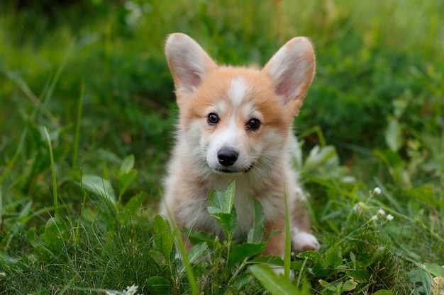 Premium Photo | Welsh corgi puppy walk in the grass