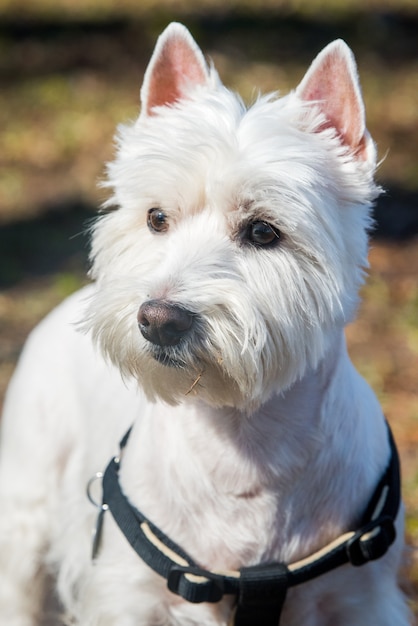 west highland white terrier dog breed