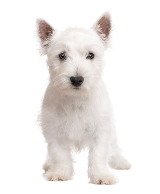 Premium Photo West Highland White Terrier With 3 Months