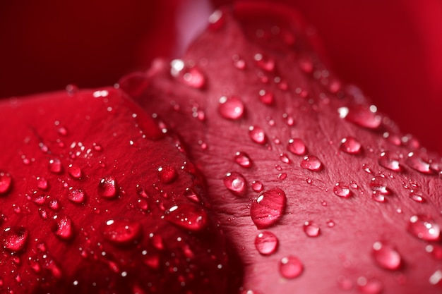 Premium Photo | Wet close up macro rose petals, water drops