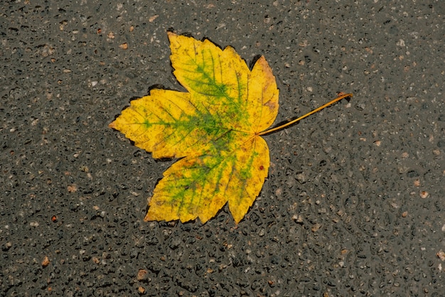 Листья На Асфальте Фото