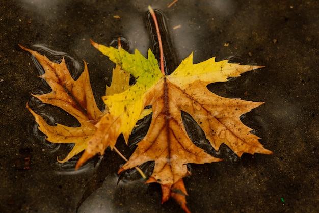 Осенние Листья На Асфальте Фото