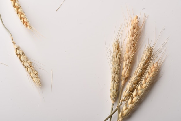 Premium Photo | Wheat ears isolated on white background