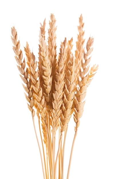 Premium Photo Wheat Ears Isolated On A White