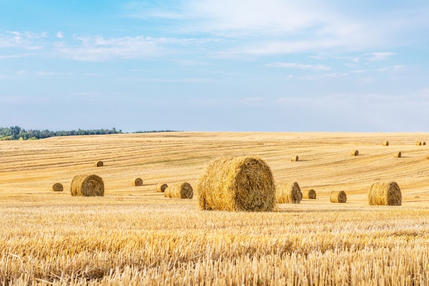 Premium Photo | Wheat field after harvest with straw bales at sunset