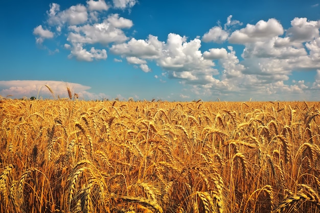 Premium Photo | Wheat field. ears of golden wheat. beautiful nature ...