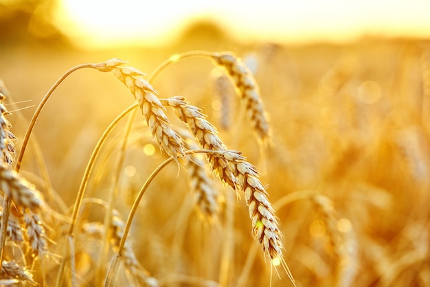 小麦畑 黄金の小麦の耳 美しい夕日の風景 プレミアム写真