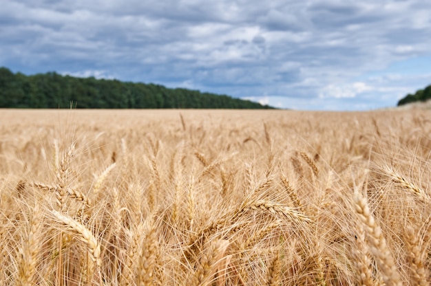 小麦畑 黄金の小麦の穂をクローズアップ 牧草地の麦畑の耳を登熟の背景 プレミアム写真