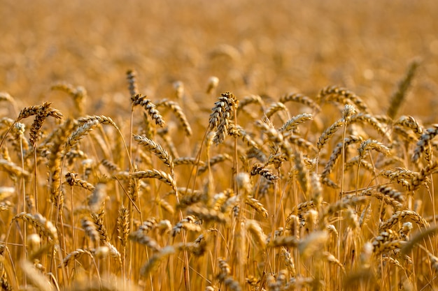 小麦畑 黄金の小麦の穂をクローズアップ 麦畑の穂の登熟 プレミアム写真